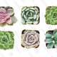 Shop Succulents Radiant Rosette Collection (6-pack) | $17 | Amazon Gold Box
